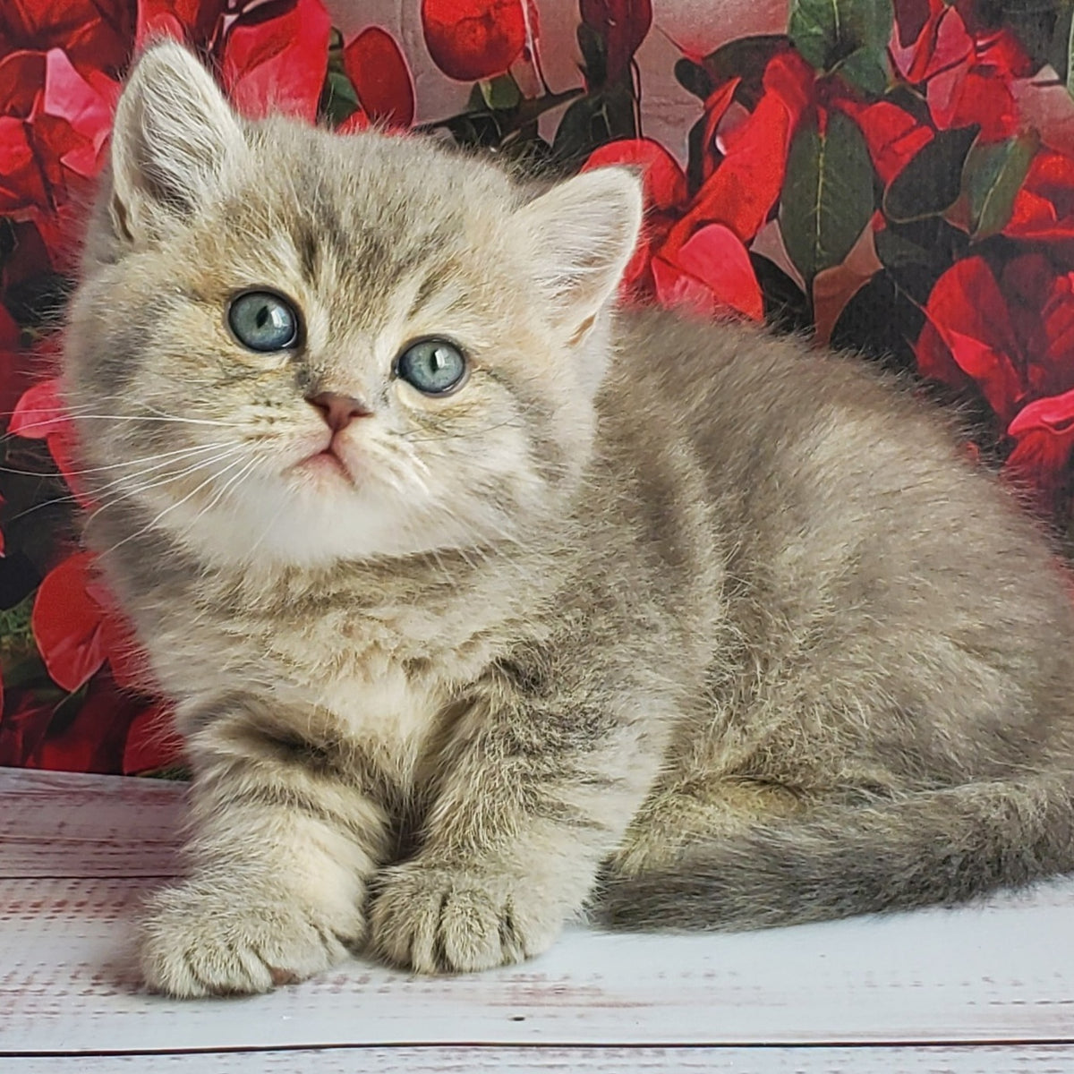 Hugo British Shorthair male, blue golden ticked tabby