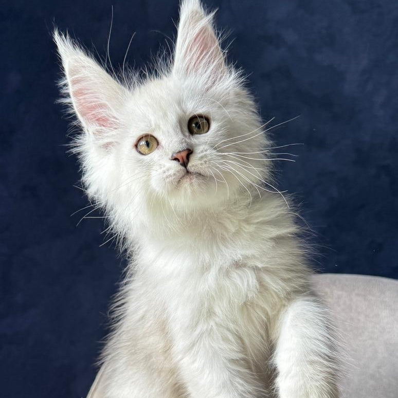 Wistful Maine Coon male, black silver ticked tabby