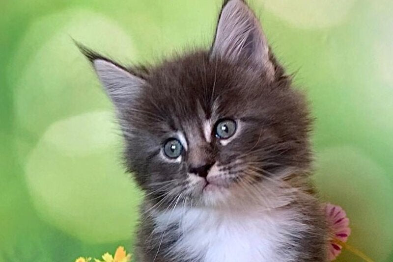 Urmas Maine Coon male, blue bicolour tabby