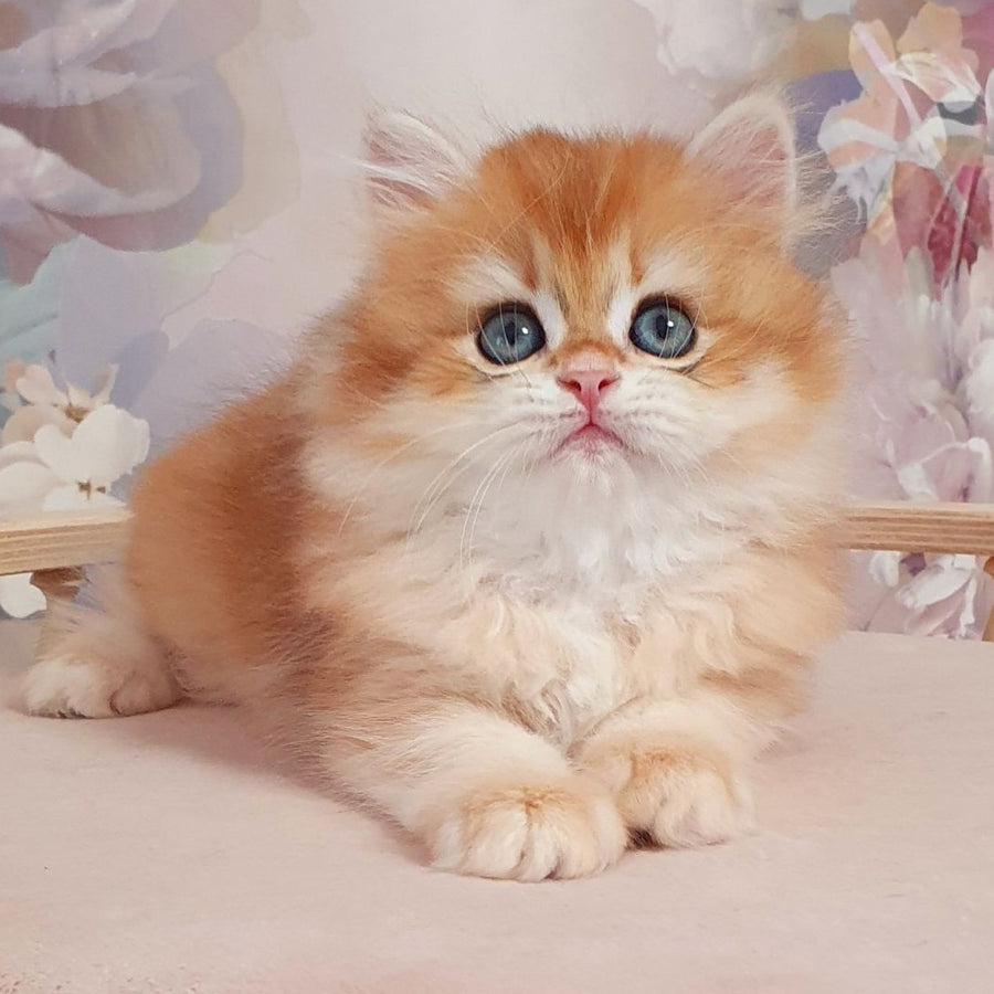 Dallas British Longhair male, black golden chinchilla