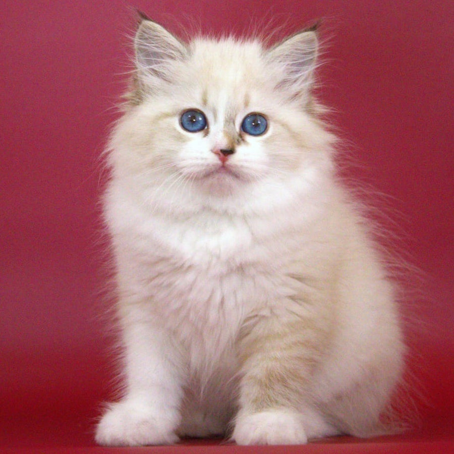 Georgina Siberian female, black with white tabby pointed