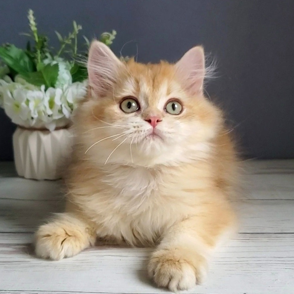 Biskvit British Longhair male, chocolate golden chinchilla