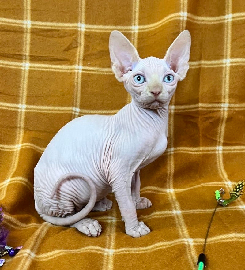 Dekster Canadian Sphynx male, red pointed