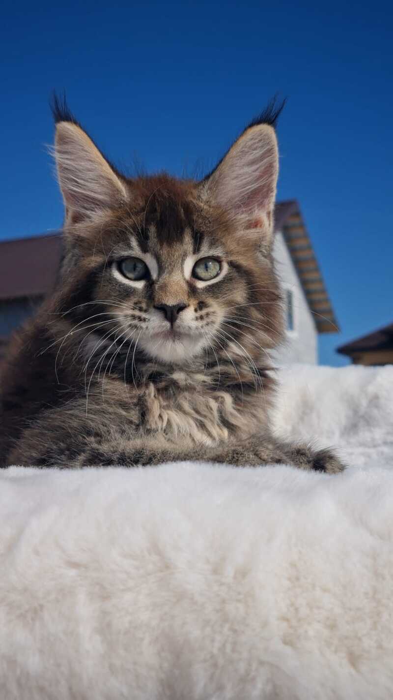 Leopold Maine Coon male black ticked tabby - live animals