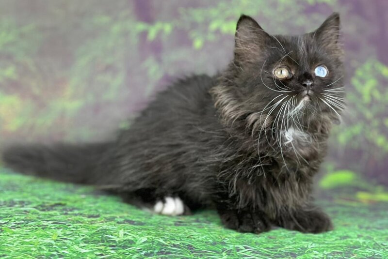 Xtrem Munchkin male, black with white