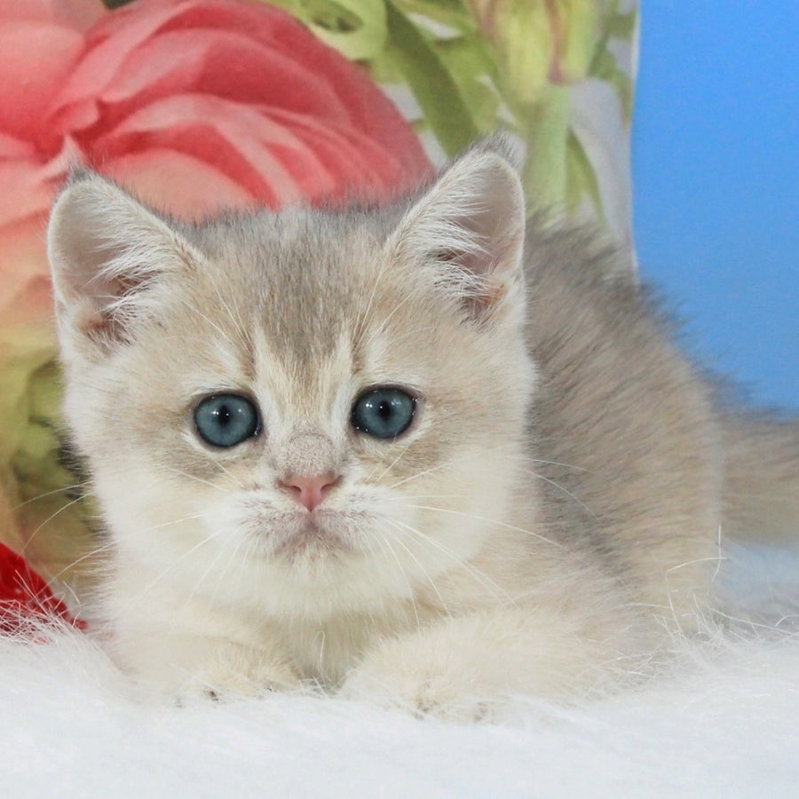 Timi British Shorthair male, blue golden shaded