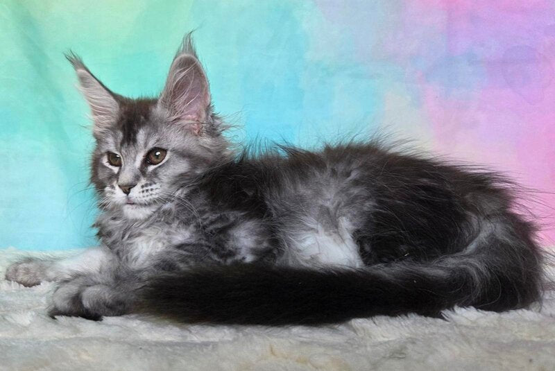 Persephona Maine Coon female, black silver ticked tabby