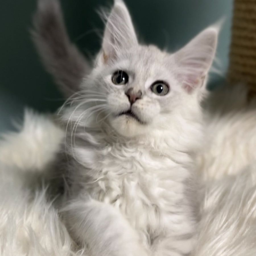 Galaxy Maine Coon female, blue silver shaded