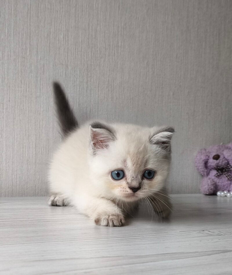 Hani Scottish Straight female, black tabby pointed