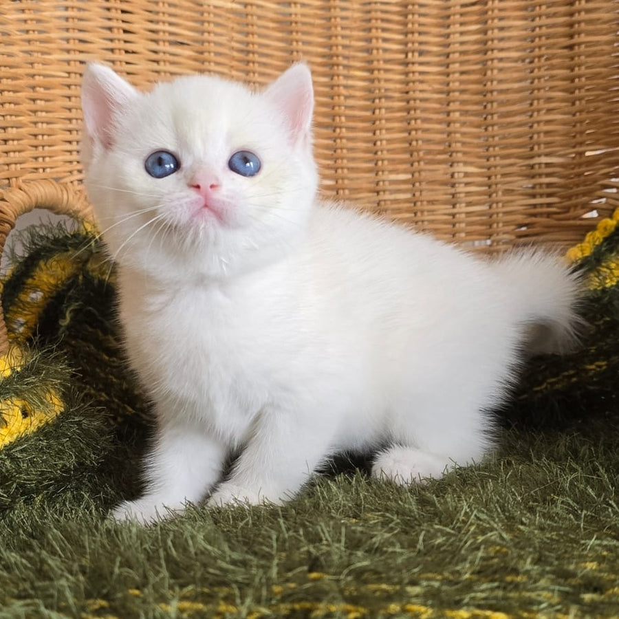 Laura Scottish Straight female, chocolate golden chinchilla pointed