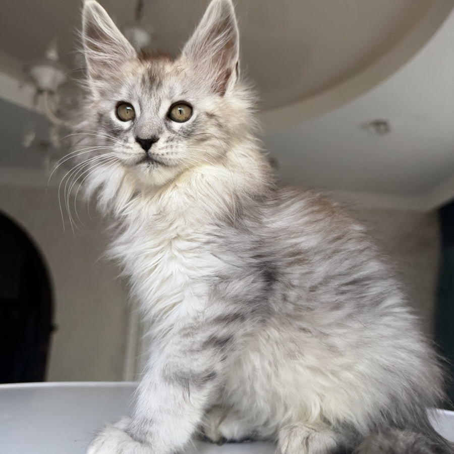 Daruna Maine Coon female, black silver tabby