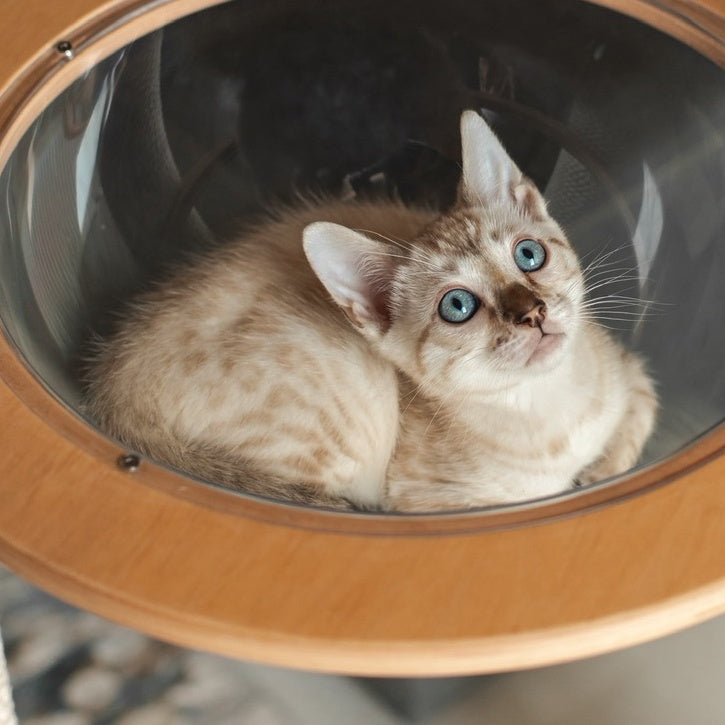 Nelson Bengal male, black pointed