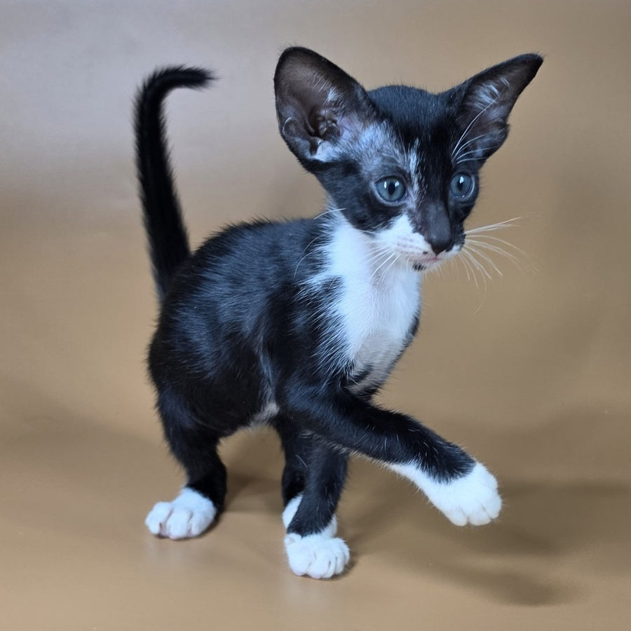 Daphne Oriental Shorthair female, black bicolour