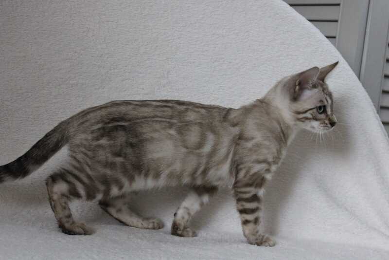 Vakula Bengal female, black spotted tabby pointed