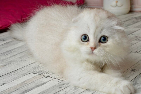 Ronnie Scottish Fold male black silver shaded - live animals