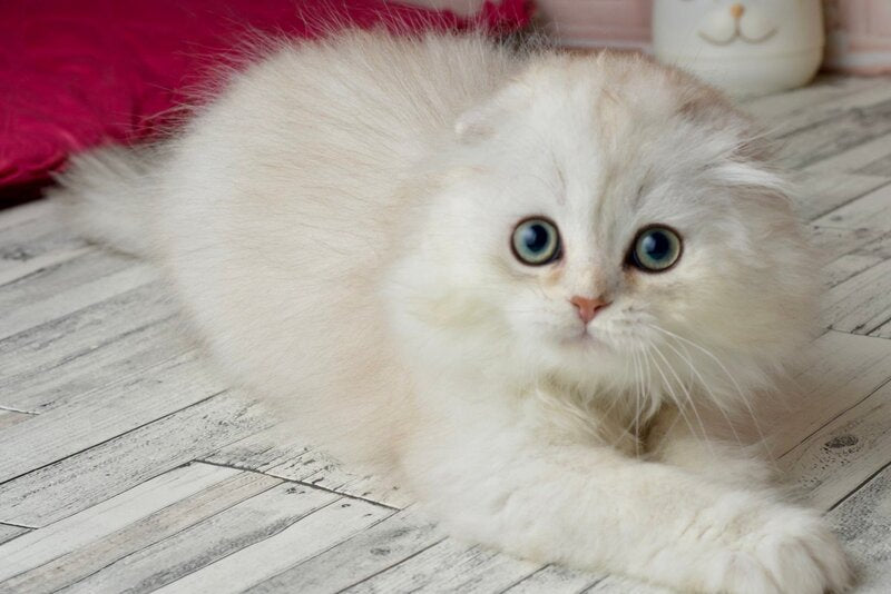 Ronnie Scottish Fold male black silver shaded - live animals
