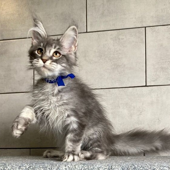 Ussuriysk Maine Coon male, blue silver tabby