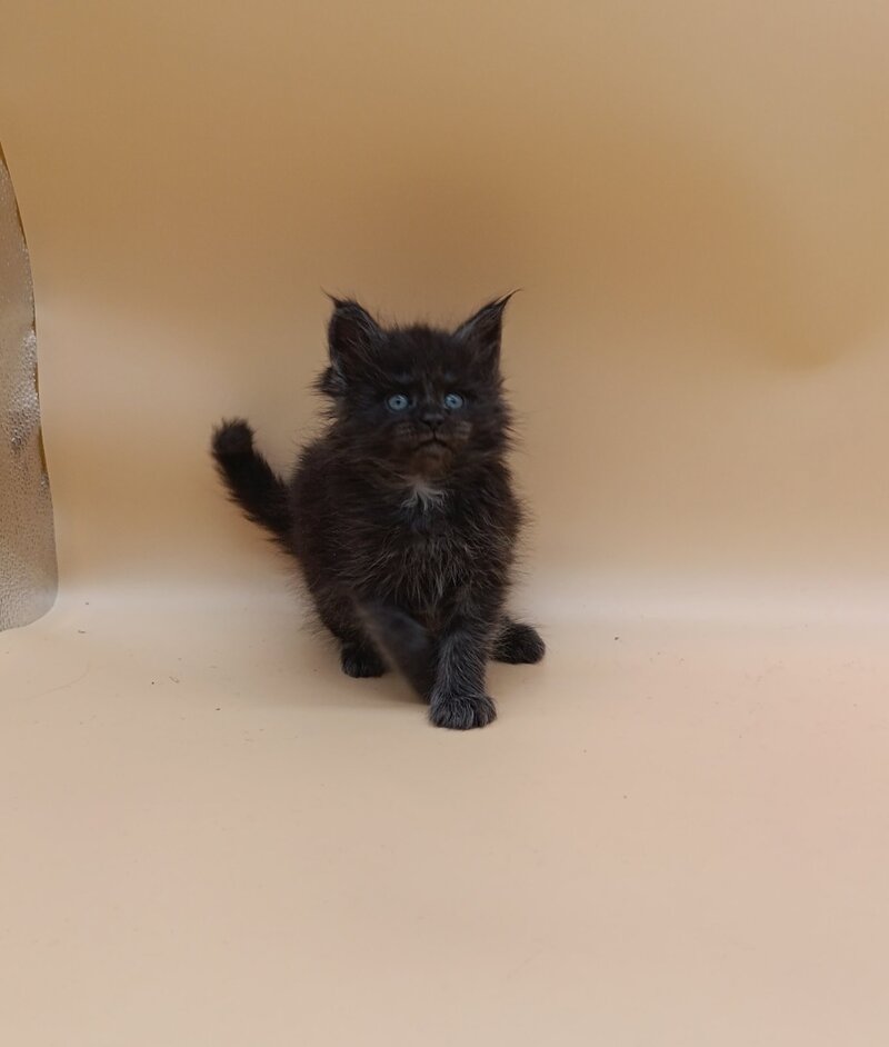 Isabelle Maine Coon female black silver live animals