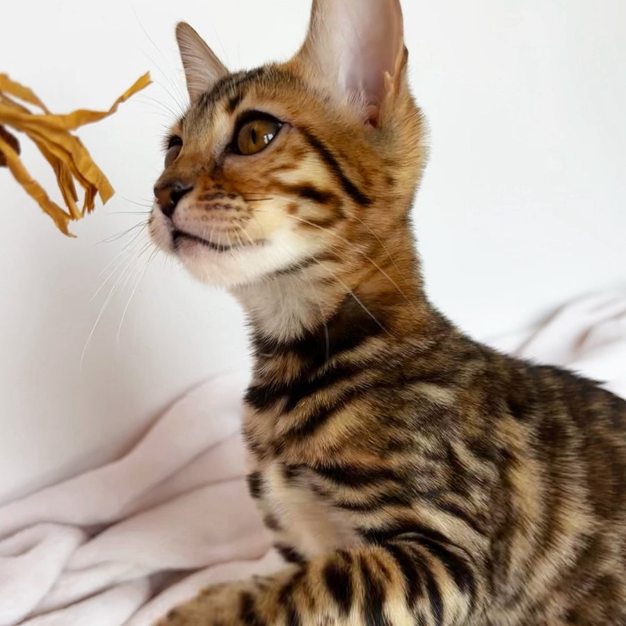 Deizi Bengal female, black spotted tabby
