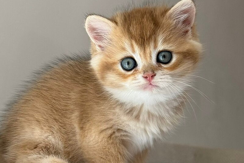 Callie Scottish Straight female, black golden ticked tabby