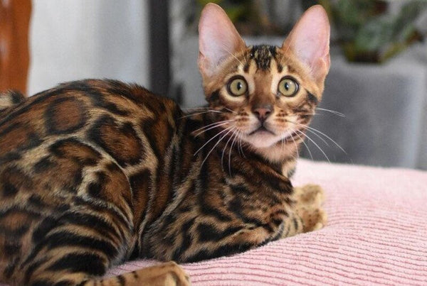 Goliaf Bengal male black spotted tabby - live animals