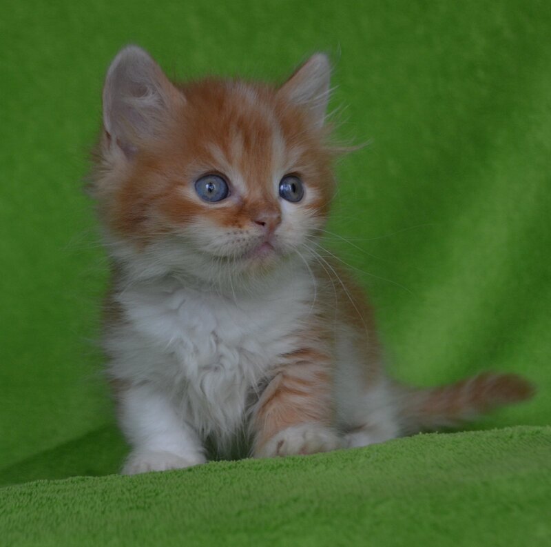 Narciss Munchkin male red bicolour tabby - live animals