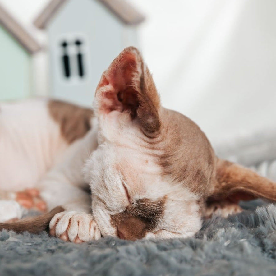 Yoda Devon Rex male, cinnamon harlequin