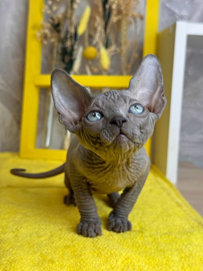 Gucci Canadian Sphynx male, blue