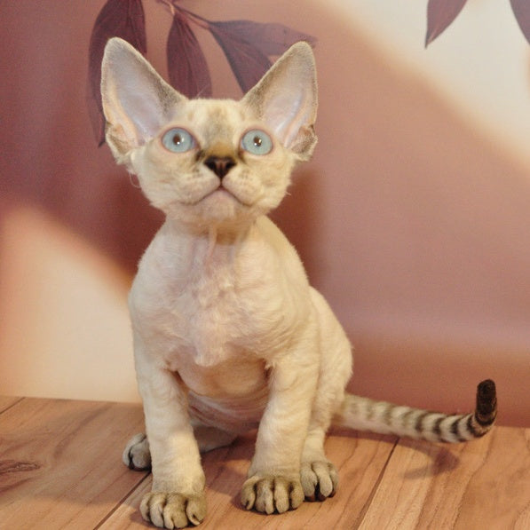 Alex Devon Rex male, black tabby pointed