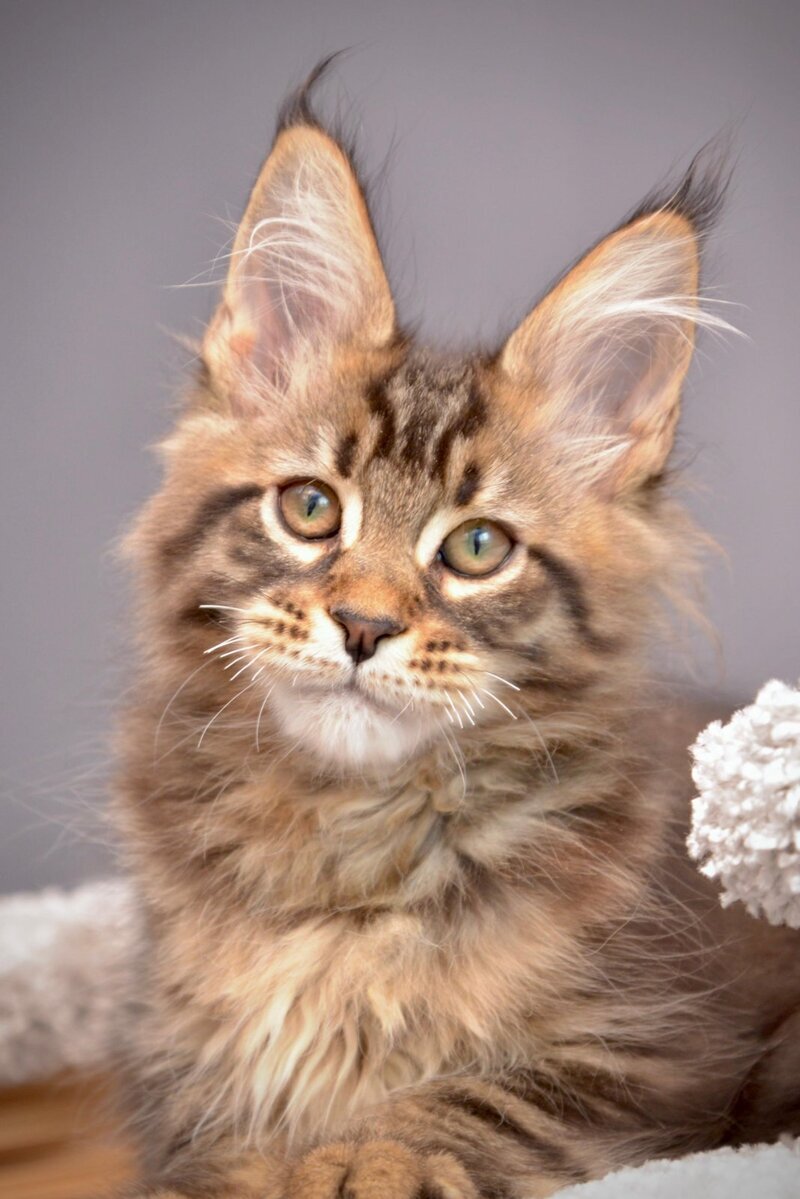 Whitewood Maine Coon male black tabby - live animals