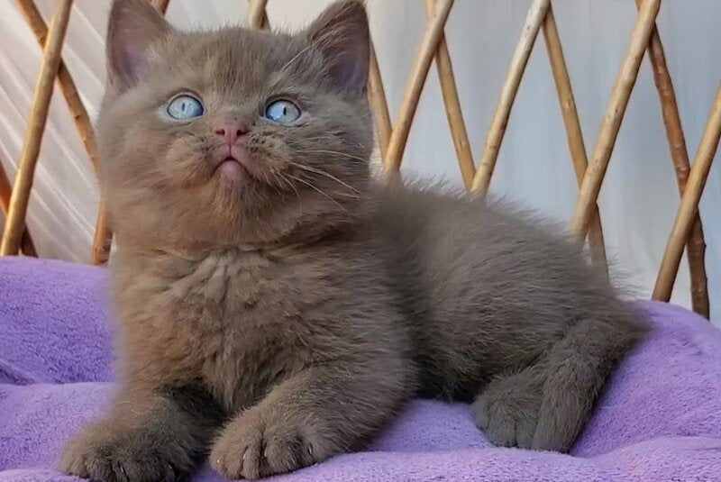 Xammer British Shorthair male, cinnamon