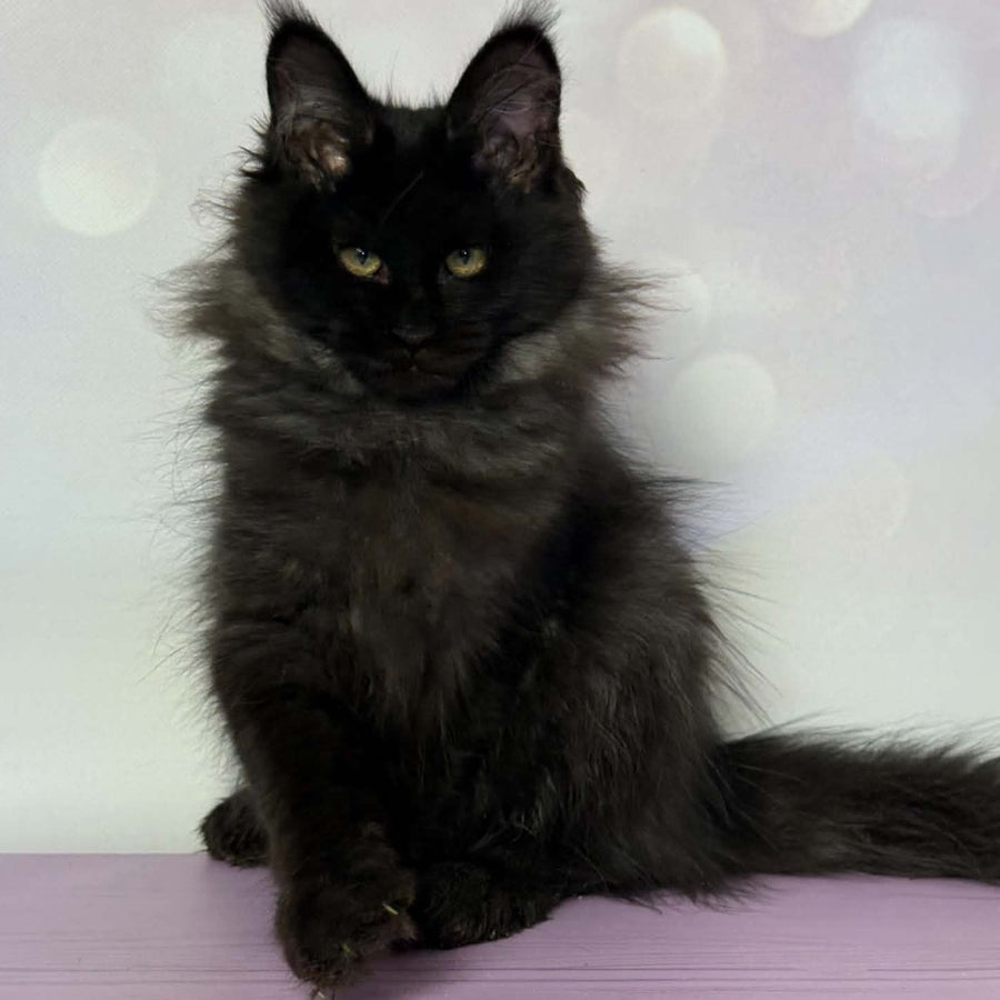 Wisteria Maine Coon female, black silver