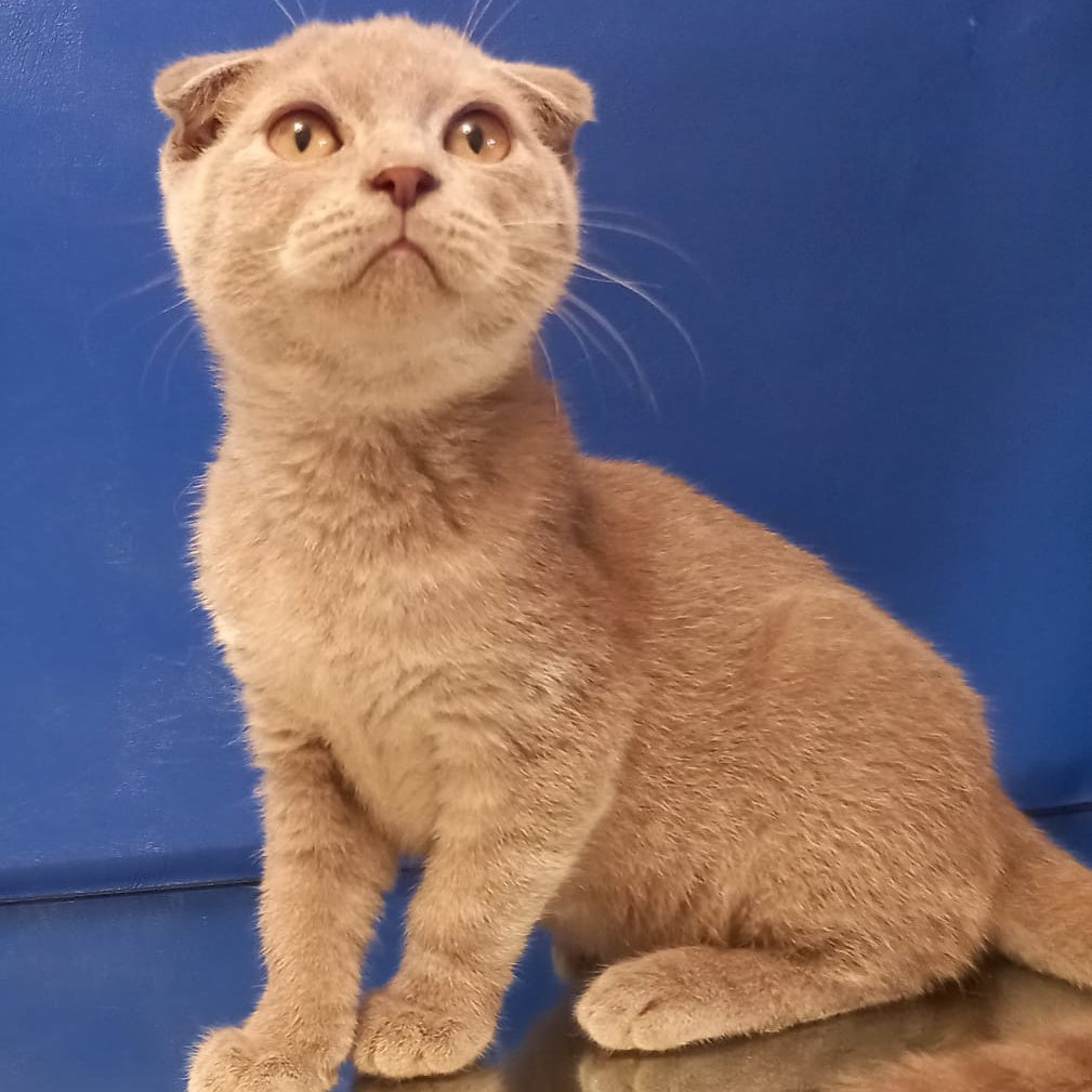 Emelya Scottish Fold male, blue