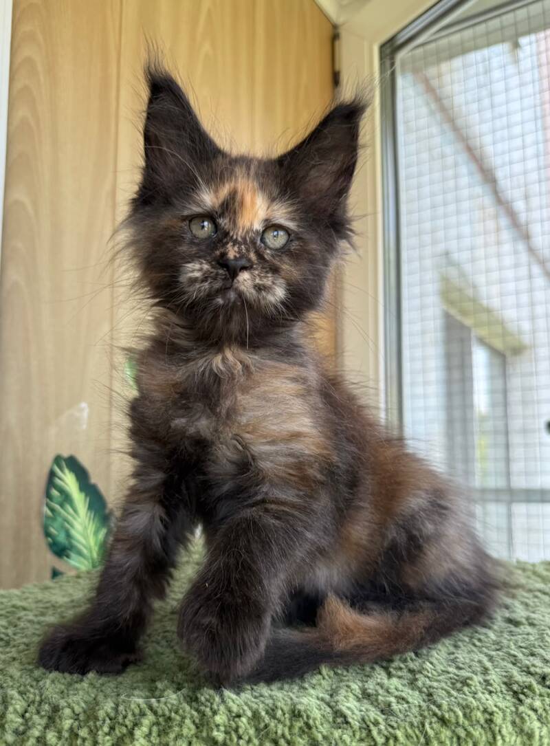 Aquatory Maine Coon polydactyl female, black tortie silver