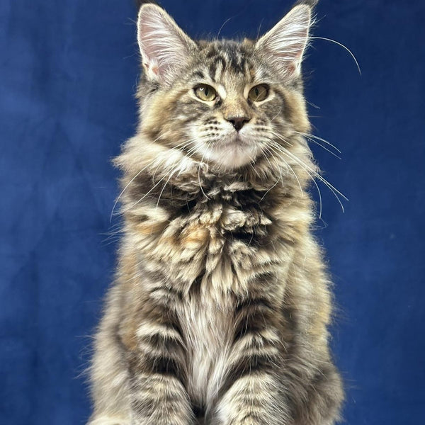 Calina Maine Coon female, black tortie tabby