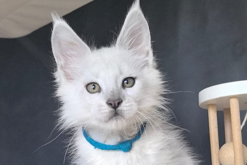 Urman Maine Coon polydactyl male, black silver chinchilla