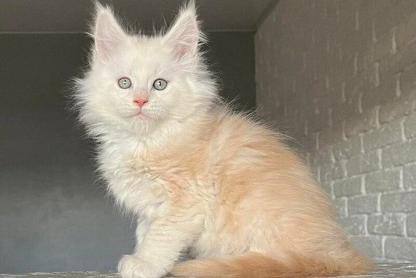 Yolter Maine Coon male red silver tabby - live animals