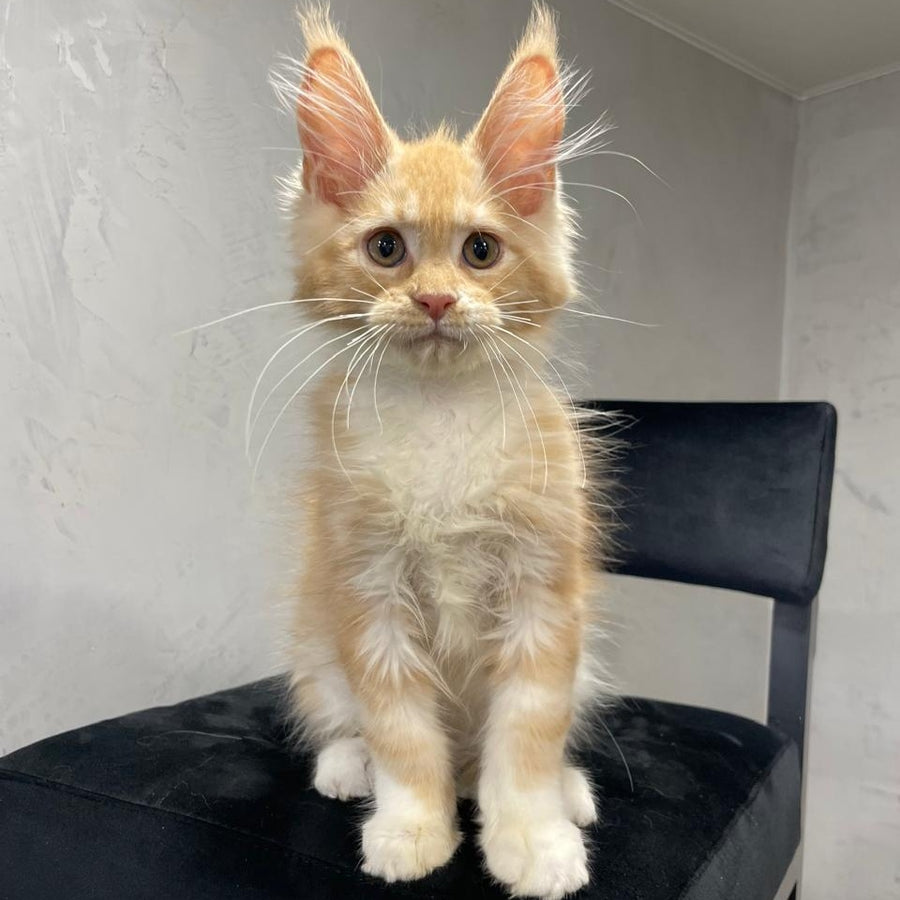 Nikita Maine Coon male, red silver with white
