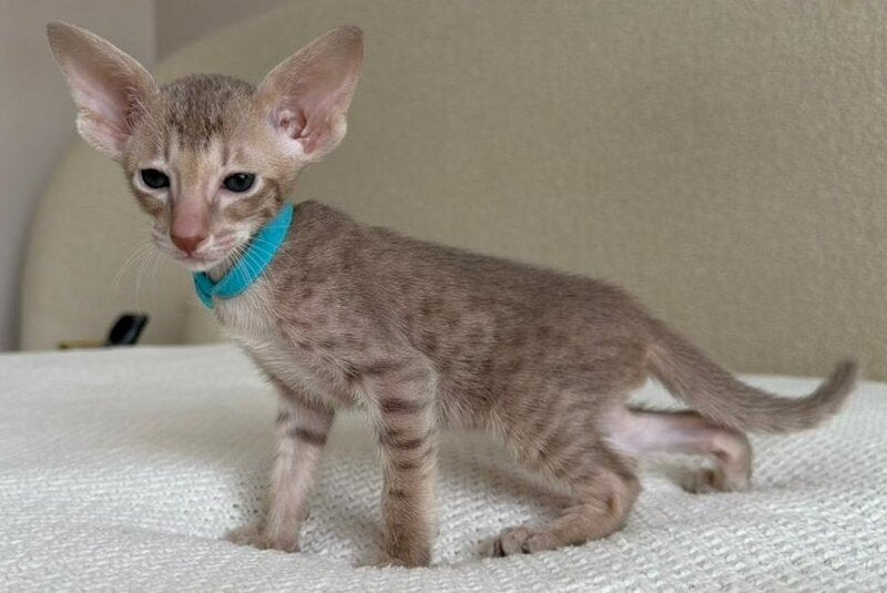 Axel Oriental Shorthair male lilac spotted tabby - live animals