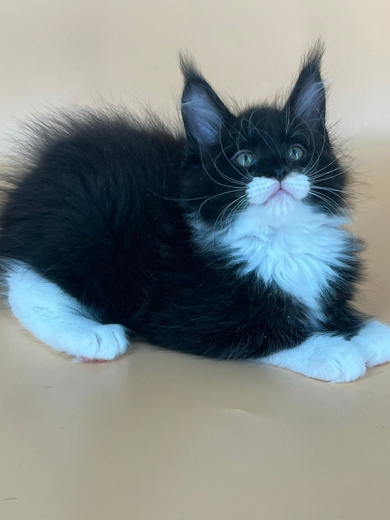 Betmann Maine Coon male, black bicolour