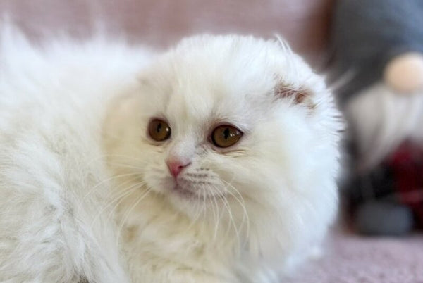 White Crazy Scottish Fold male white live animals