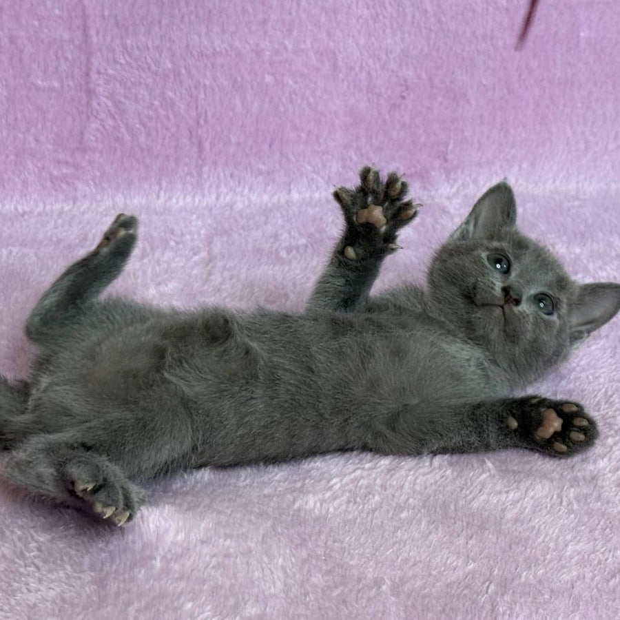 Louise Russian Blue female, blue