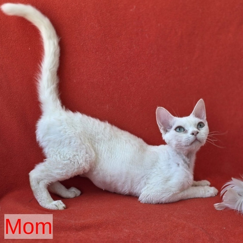 Alex Devon Rex male, red harlequin