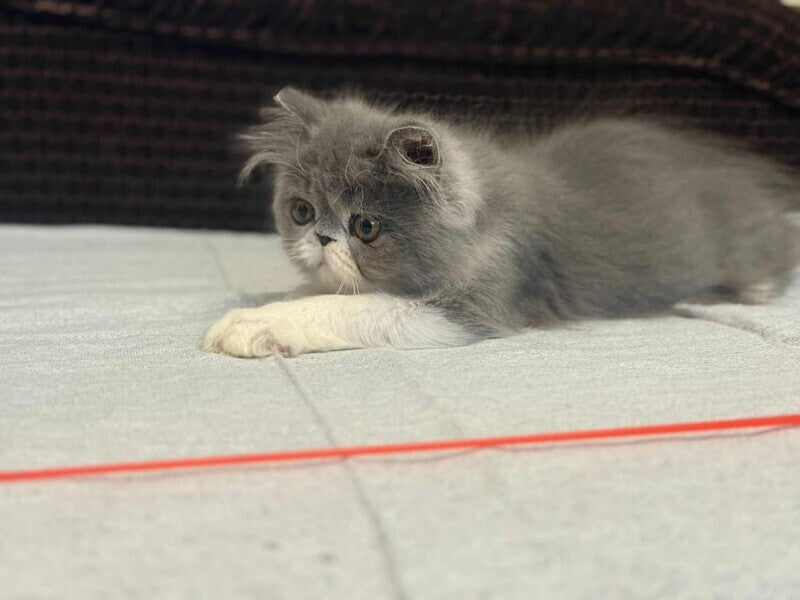 Isabel Persian female, blue bicolour
