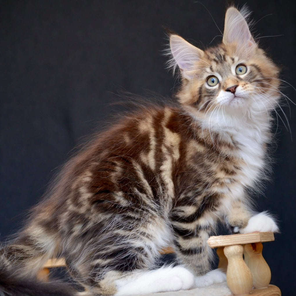 Zeus Maine Coon male, black with white tabby