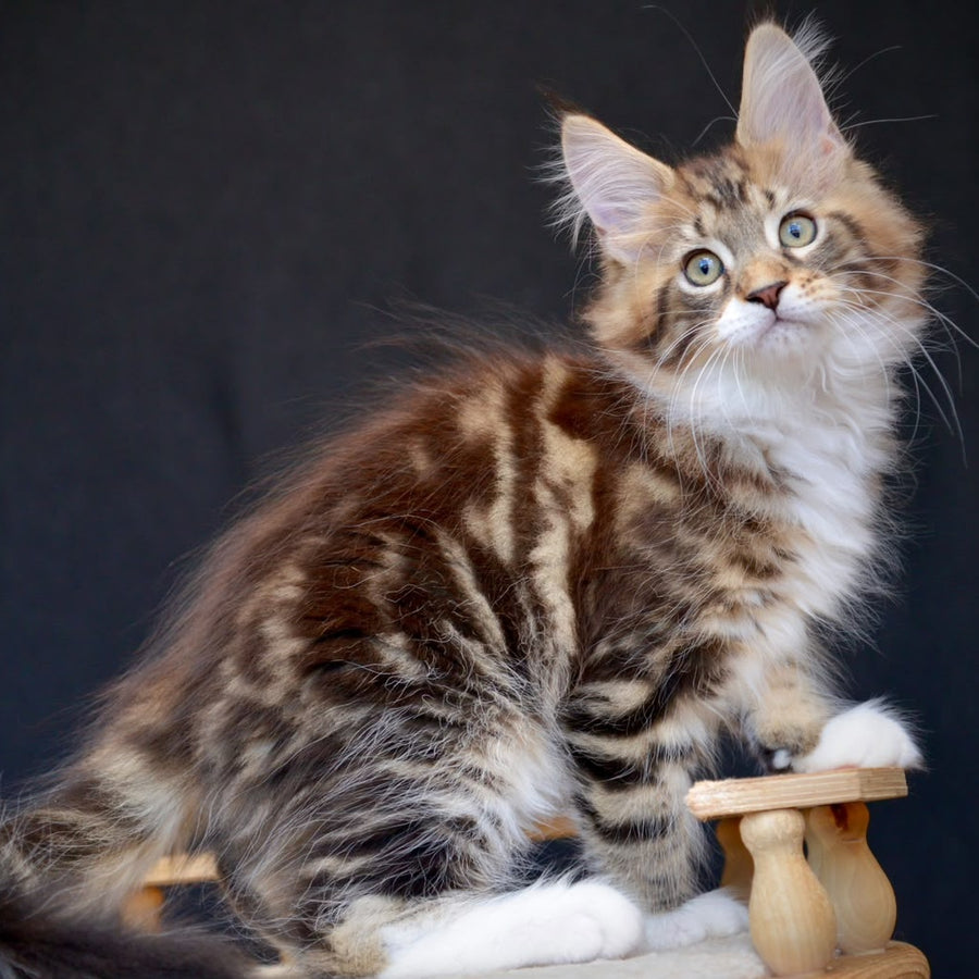 Zeus Maine Coon male, black with white tabby