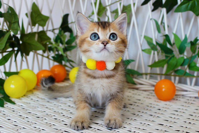 Indigo British Shorthair male, black golden ticked tabby