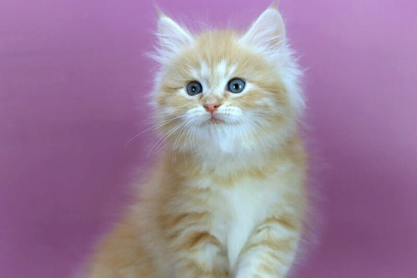 Eden Siberian male red silver - live animals