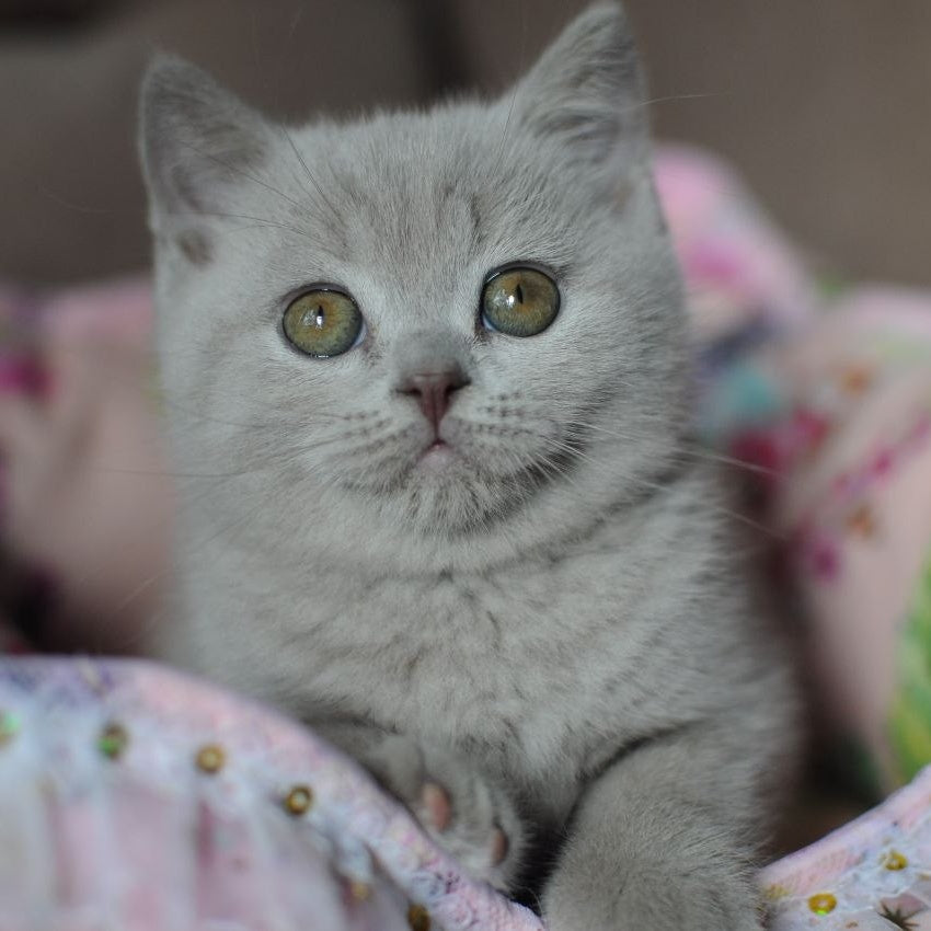 Twix British Shorthair male, lilac