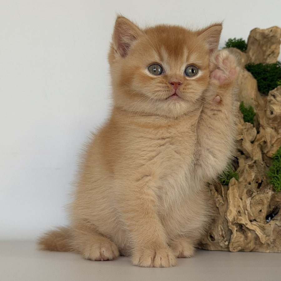 Gio British Shorthair male, red